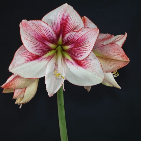 Hippeastrum Showmaster"