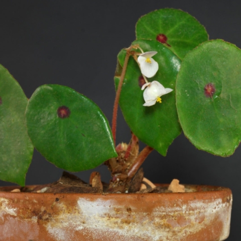 Begonia