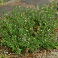 Arenaria serpyllifolia