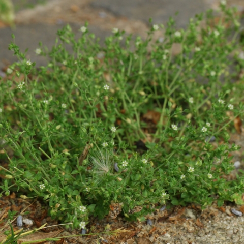Arenaria serpyllifolia