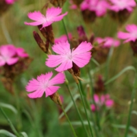 Dianthus carthusianorum