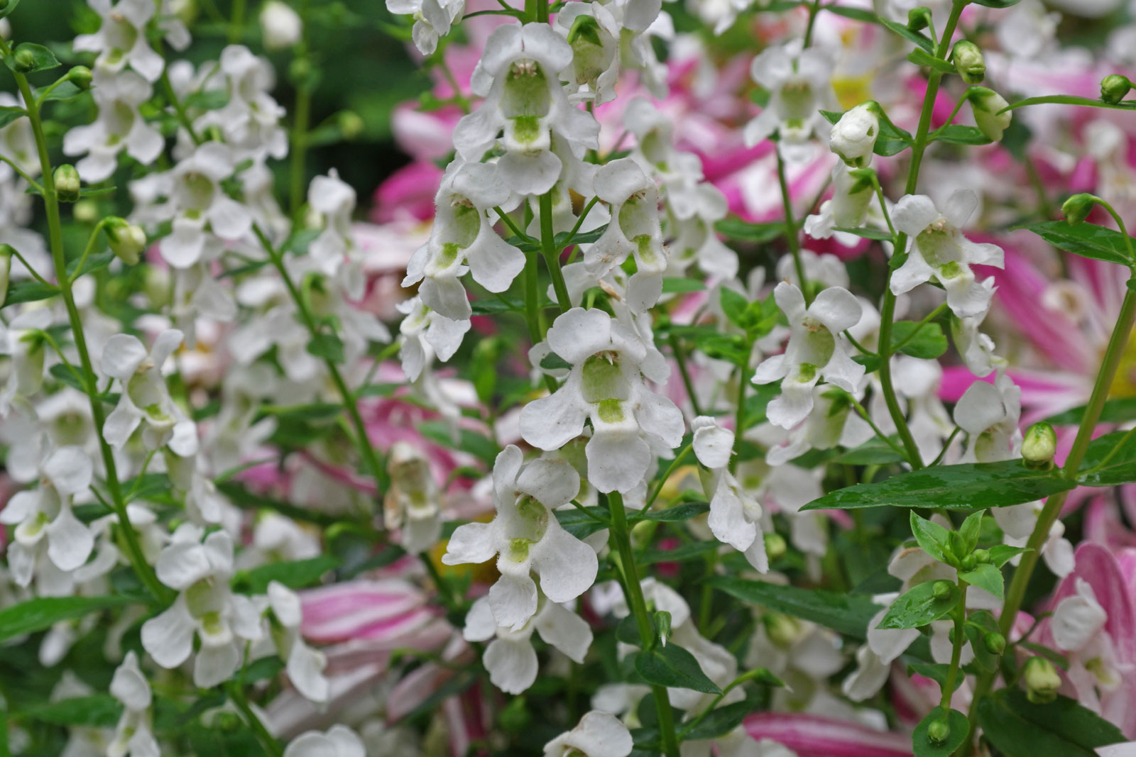 Angelonia angustifolia Serena White