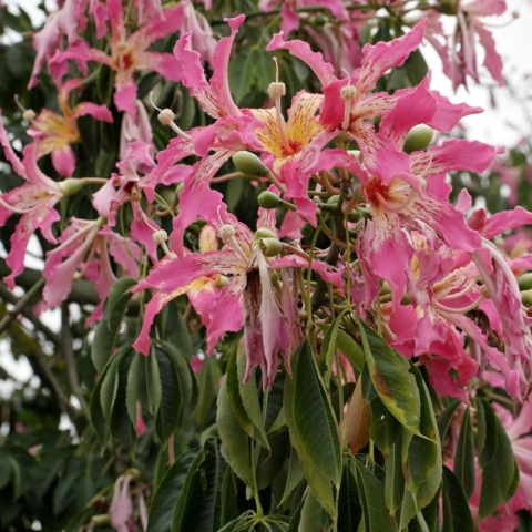 Ceiba speciosa