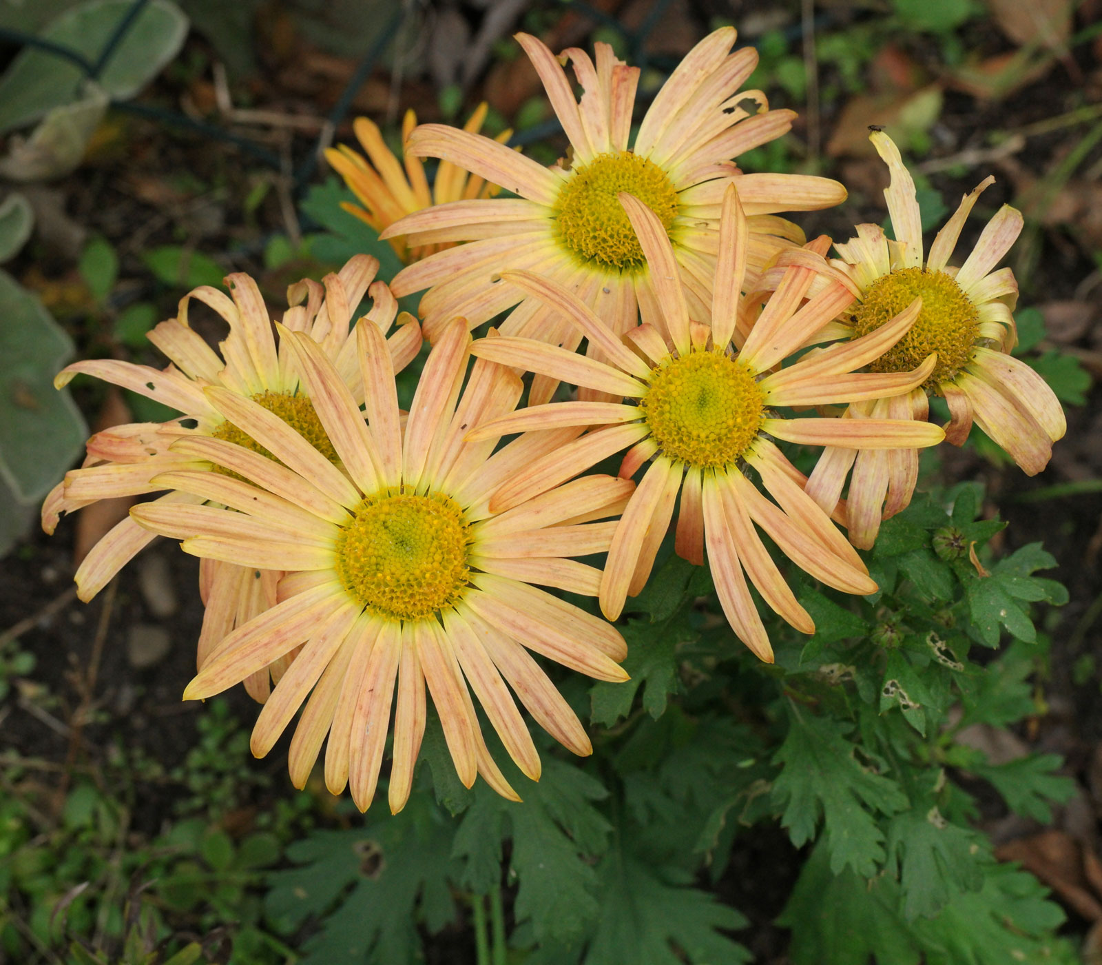 Chrysanthemum zawadskii Mary Stoker