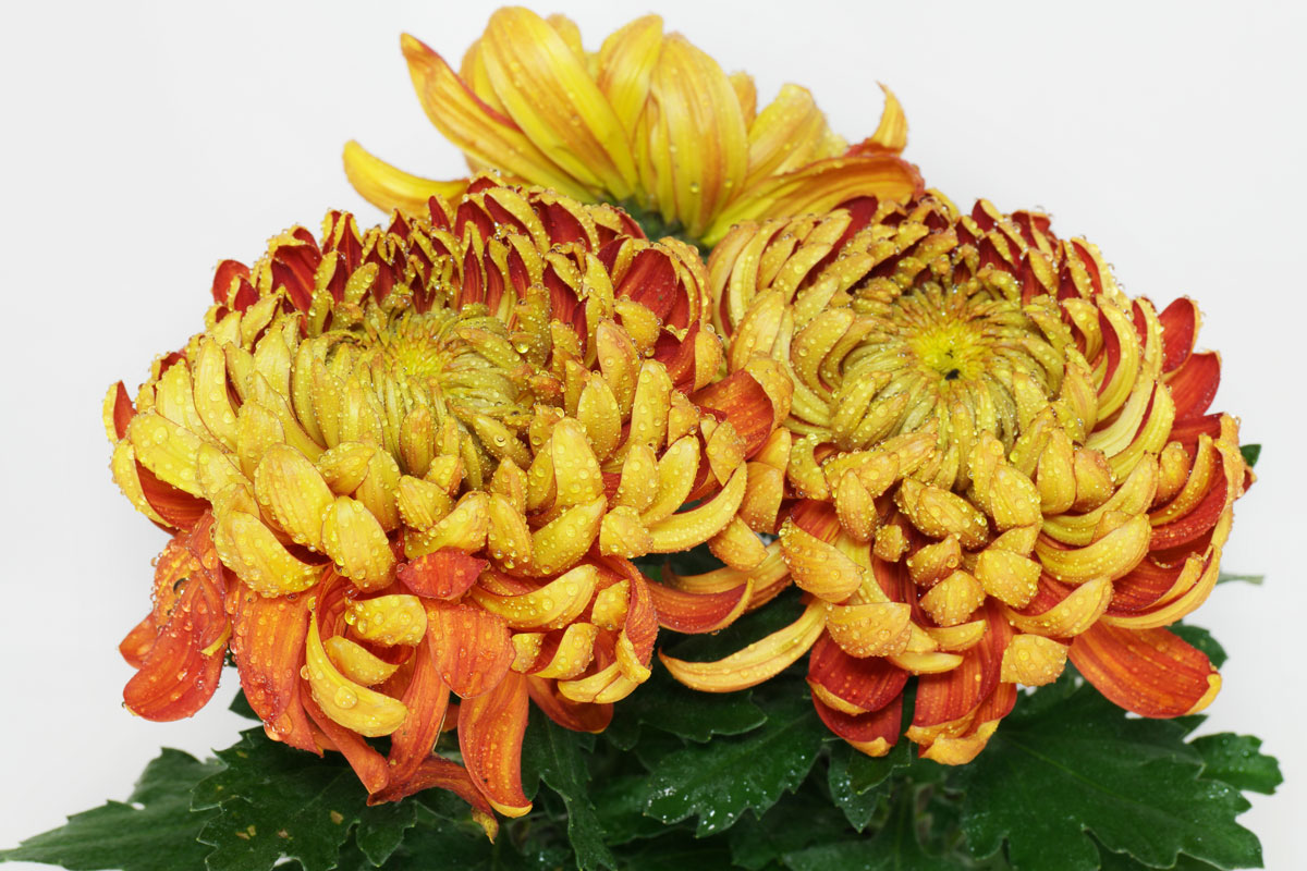 Chrysanthemum cv