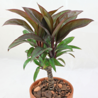 Cordyline fruticosa