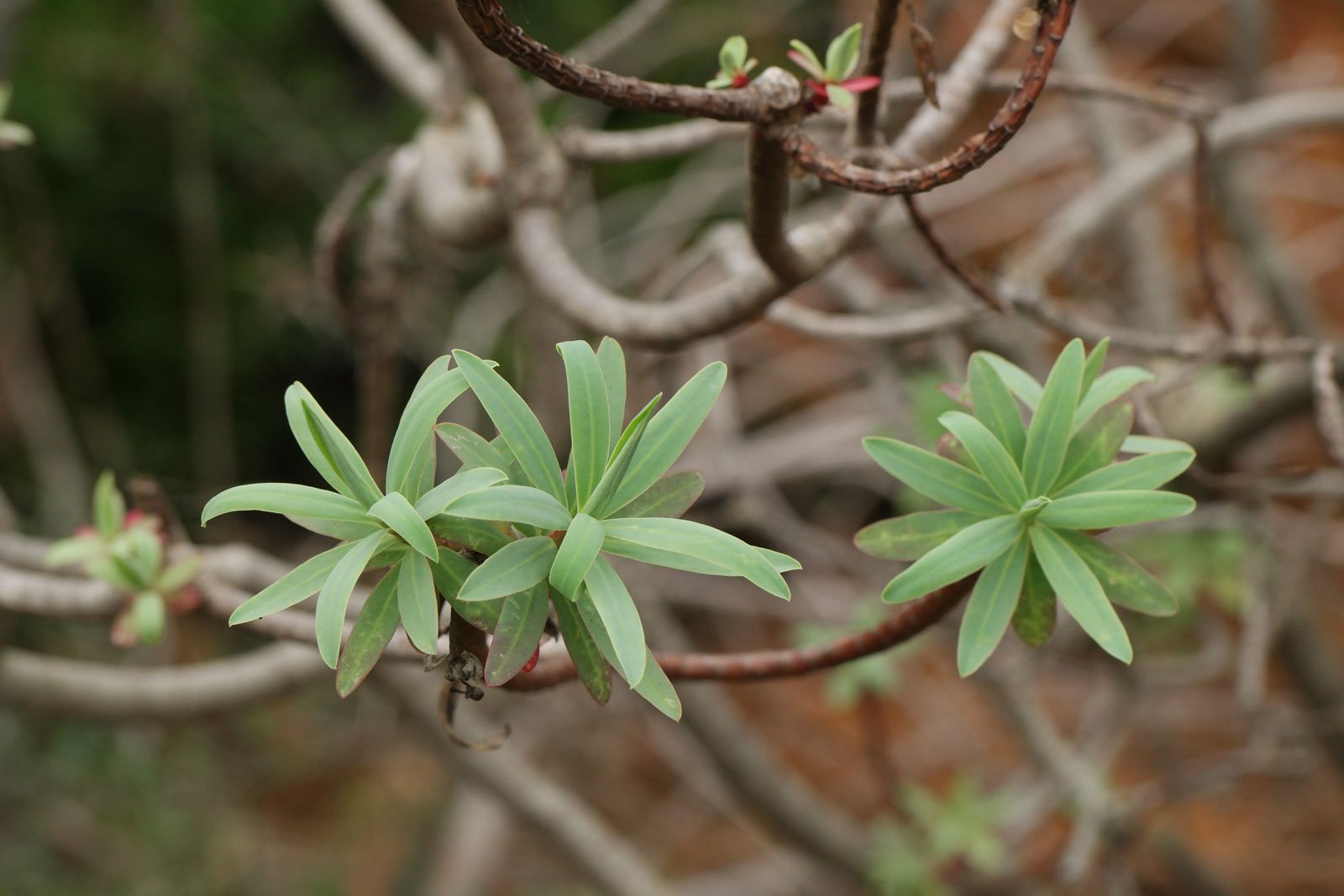 Euphorbia dendroides 1