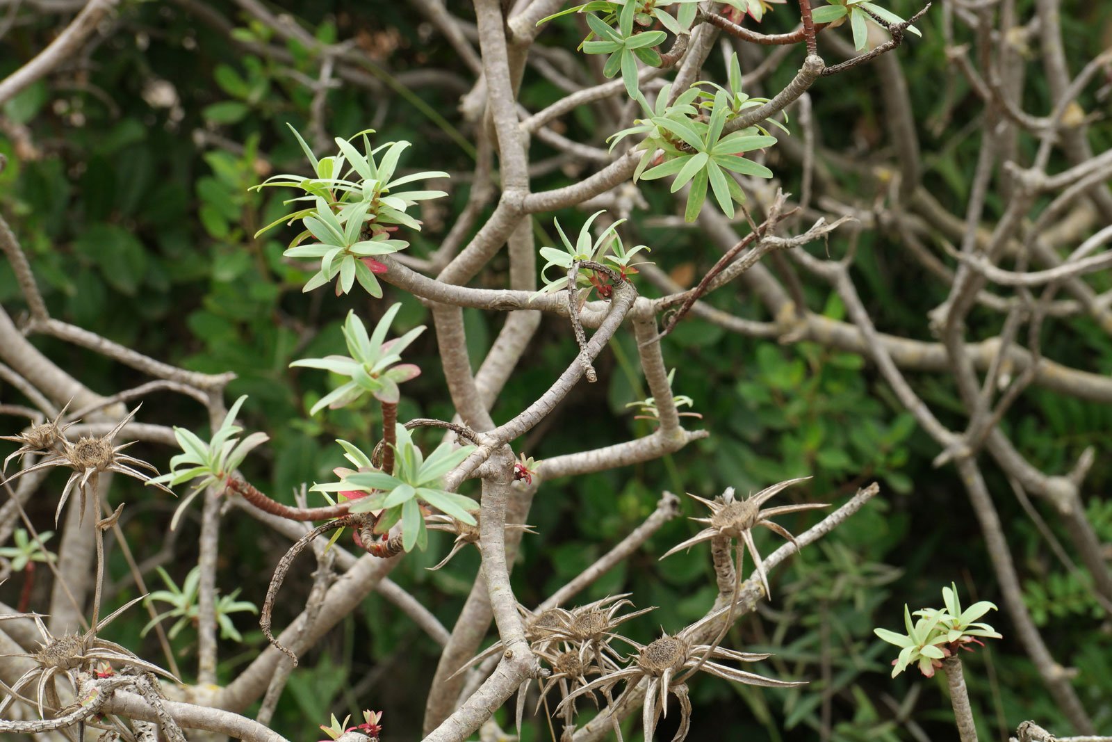 Euphorbia dendroides 4