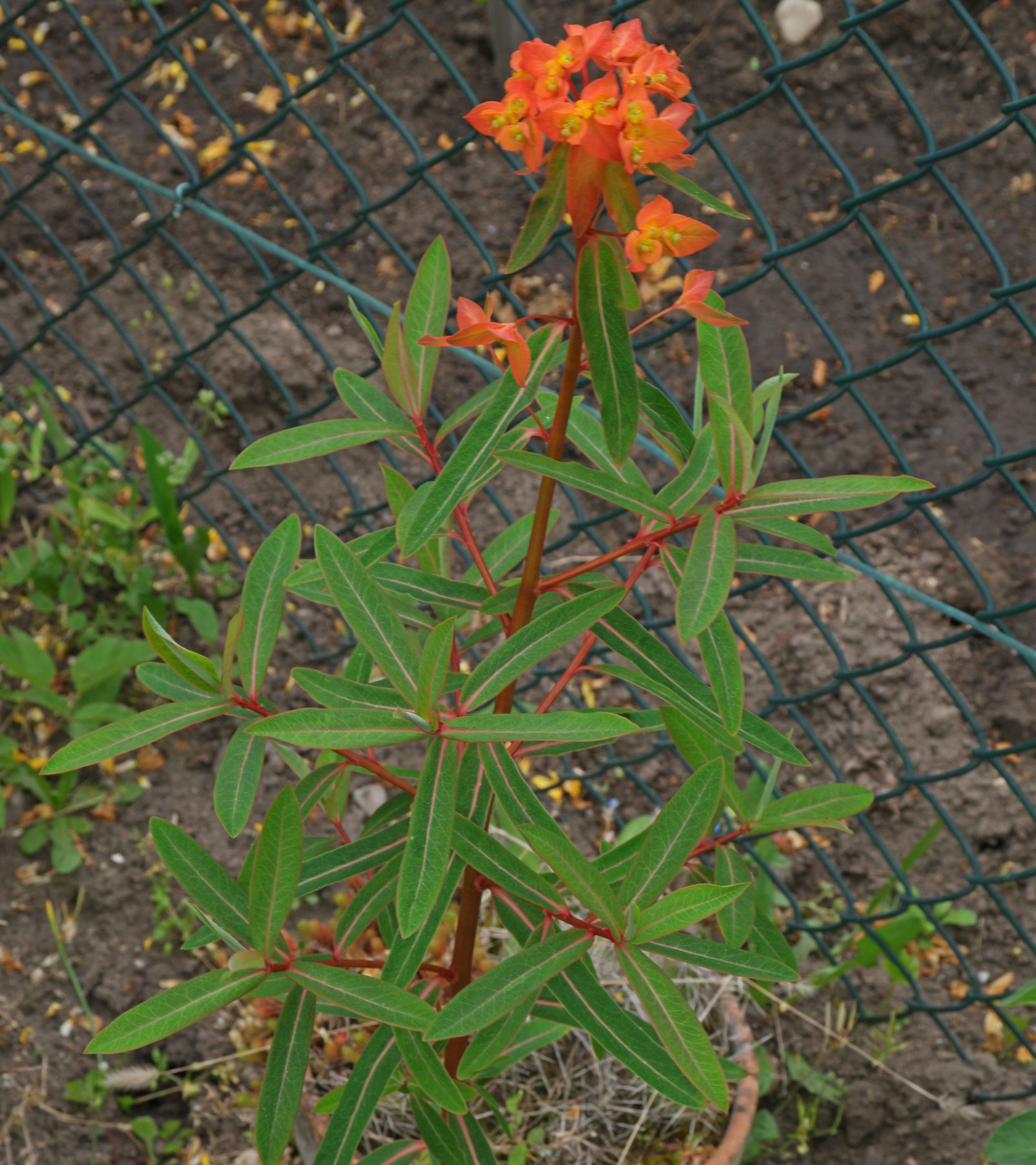 Euphorbia griffithii Dixter