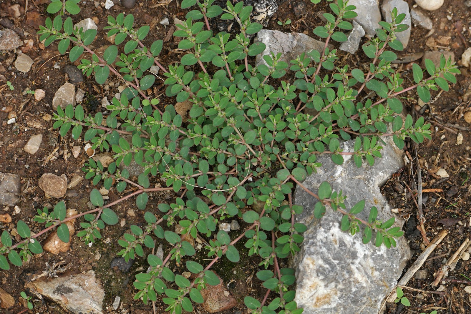 Euphorbia prostrata 1