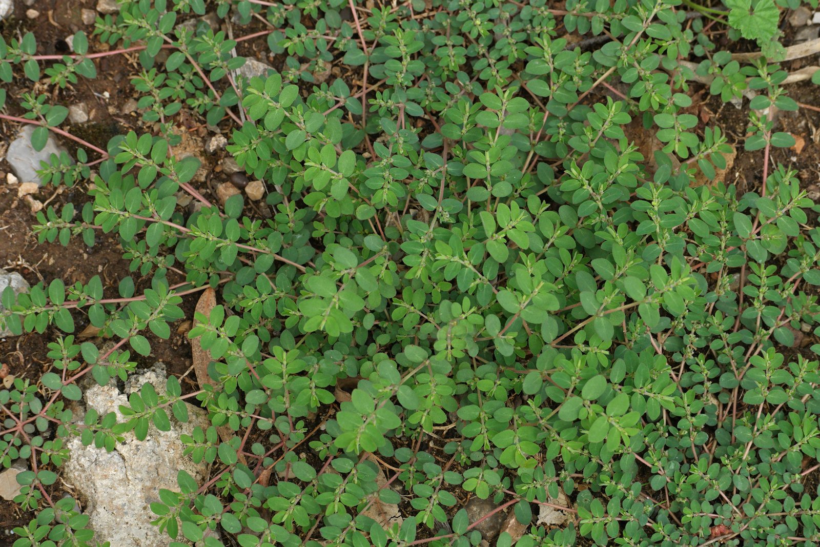 Euphorbia prostrata 2