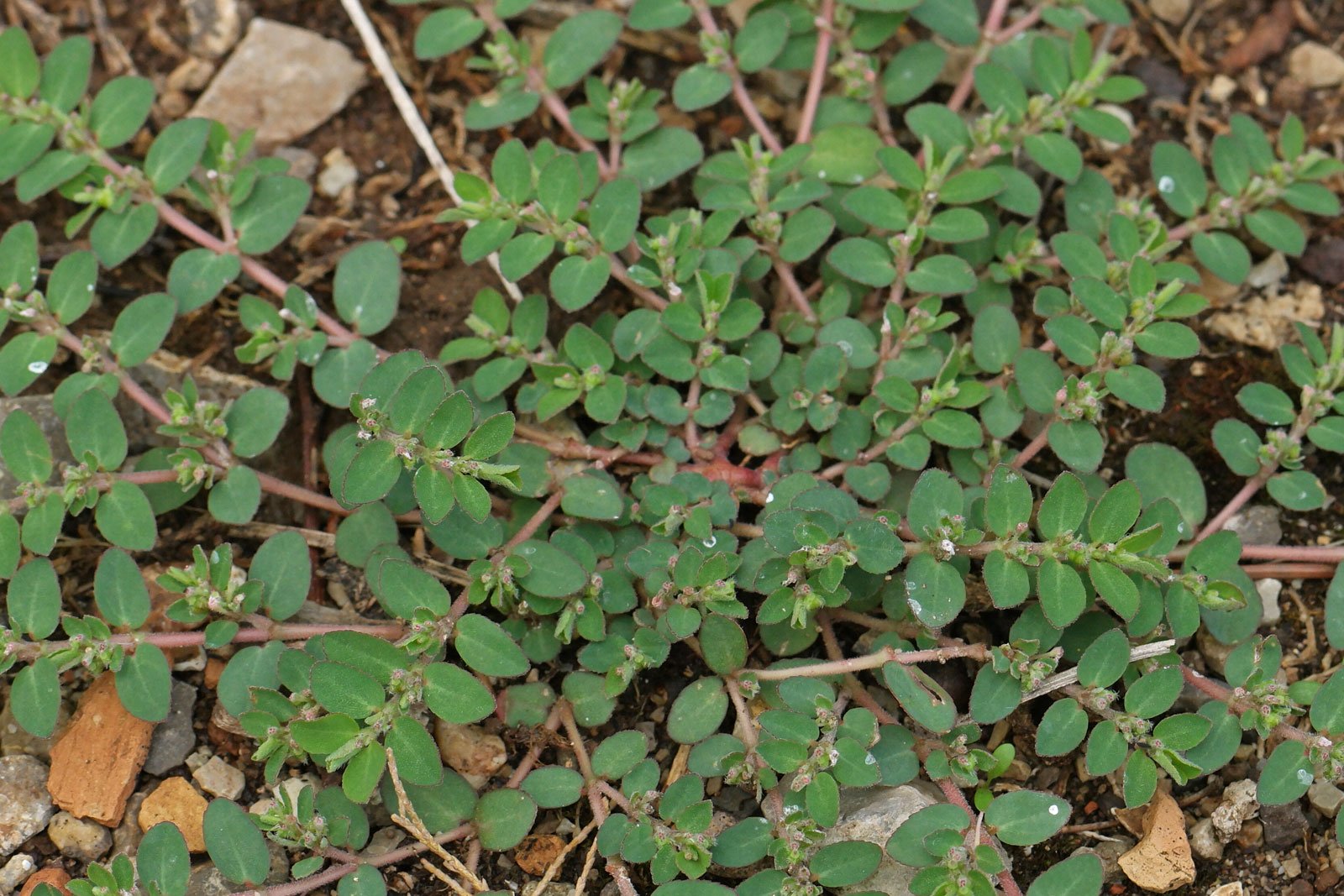 Euphorbia prostrata 5