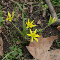 Gagea villosa