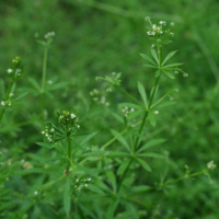 Galium aparine