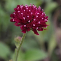 Knautia macedonica