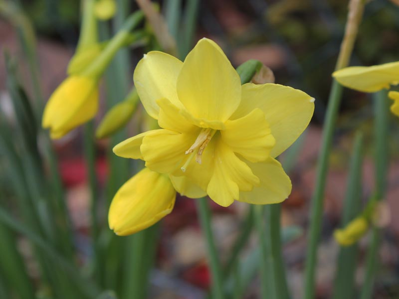 Narcissus Tripartite