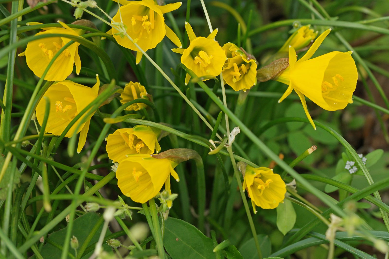 Narcissus bulbocodium 6