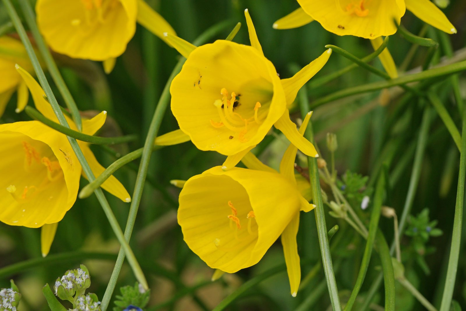 Narcissus bulbocodium 7