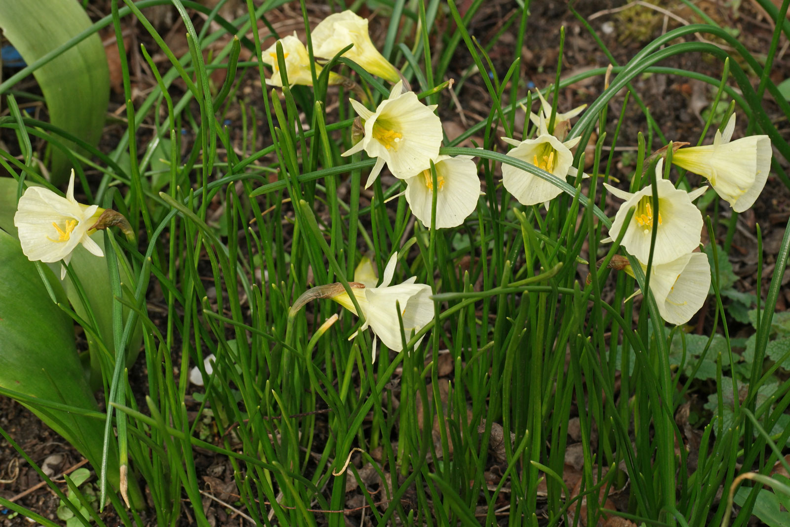 Narcissus bulbocodium Spoirot