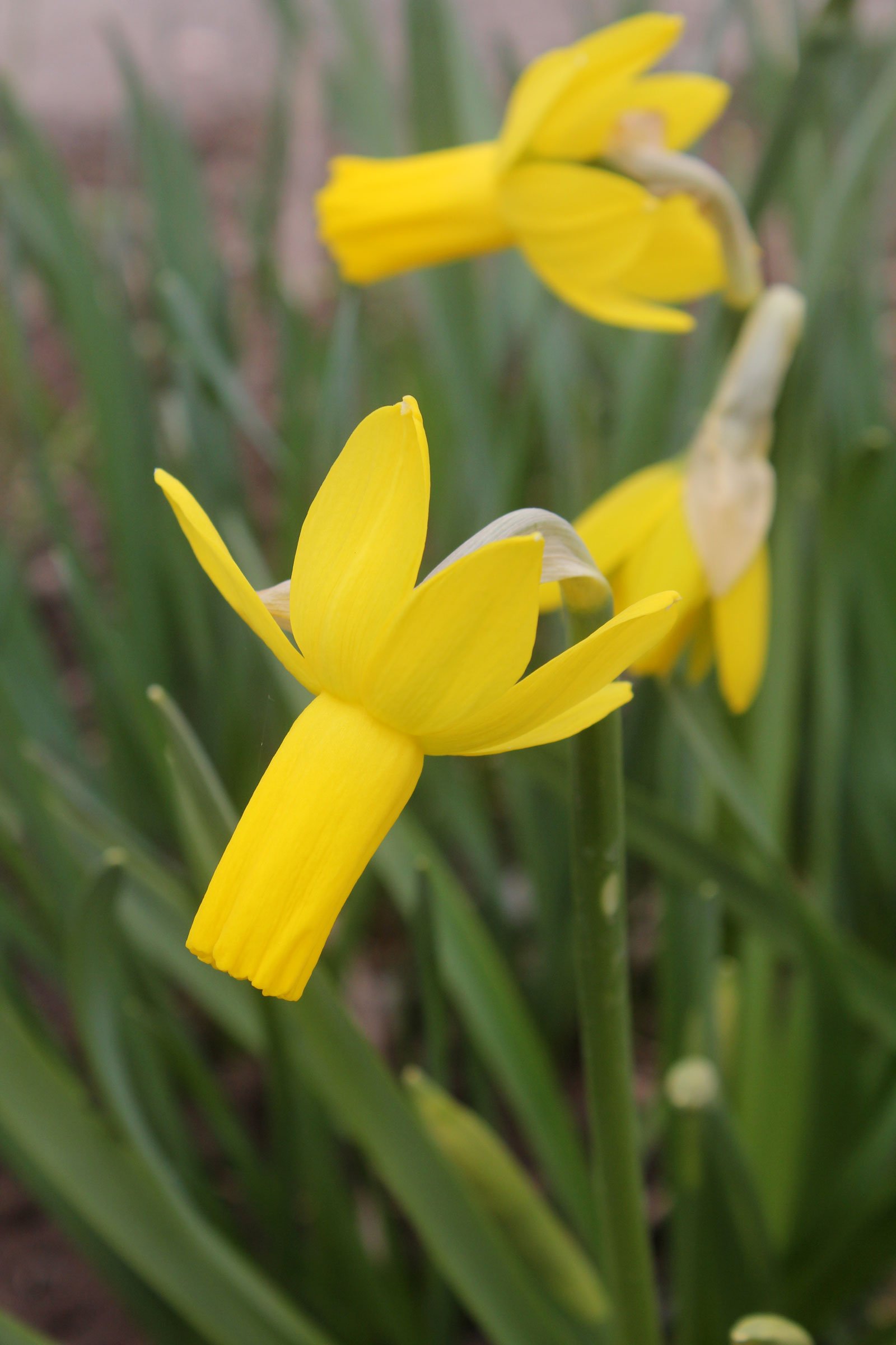 Narcissus cyclamineus 1