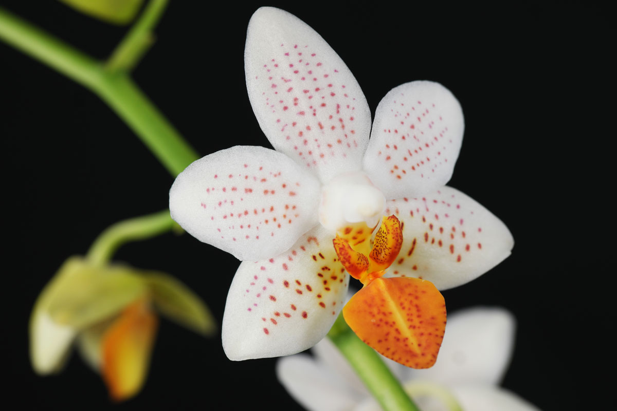 Phalaenopsis Mini Mark 1 blühfähige Orchidee der Sorte traumhafte Orchidee vom deutschen Züchter 