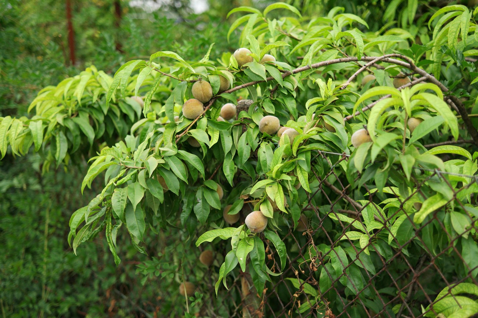 Prunus persica cv.