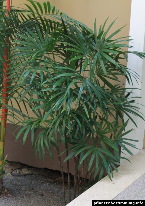 palma bambú