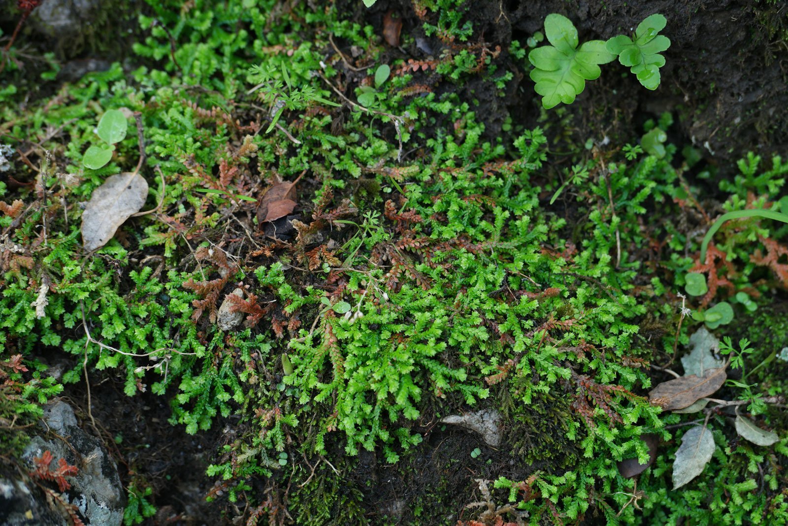 Selaginella denticulata