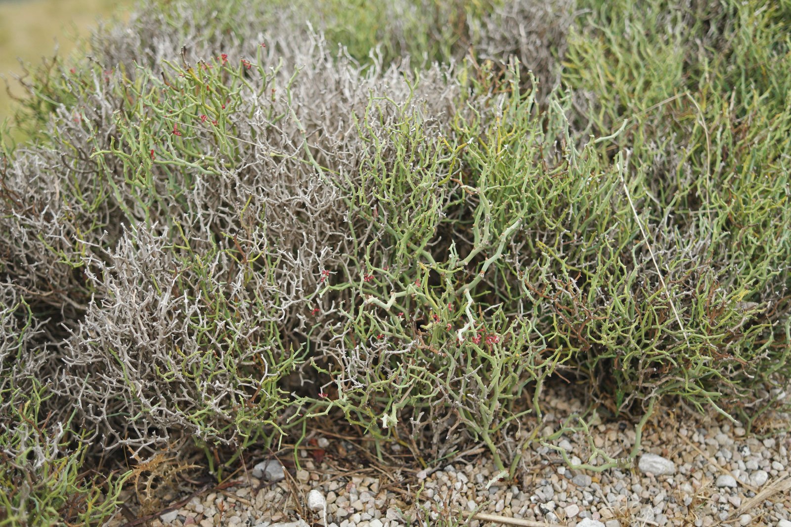 Smilax aspera ssp balearica 10