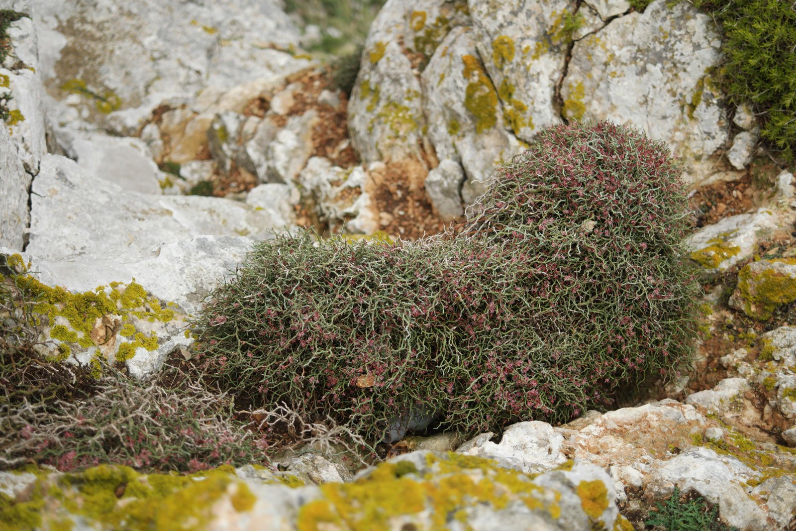 Smilax aspera ssp balearica 12