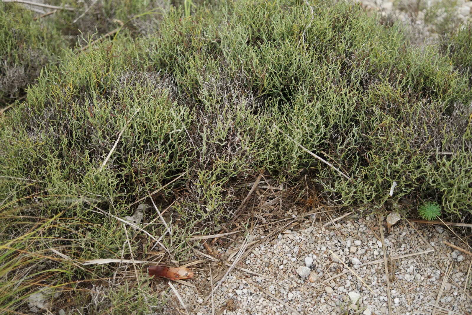 Smilax aspera ssp balearica 8