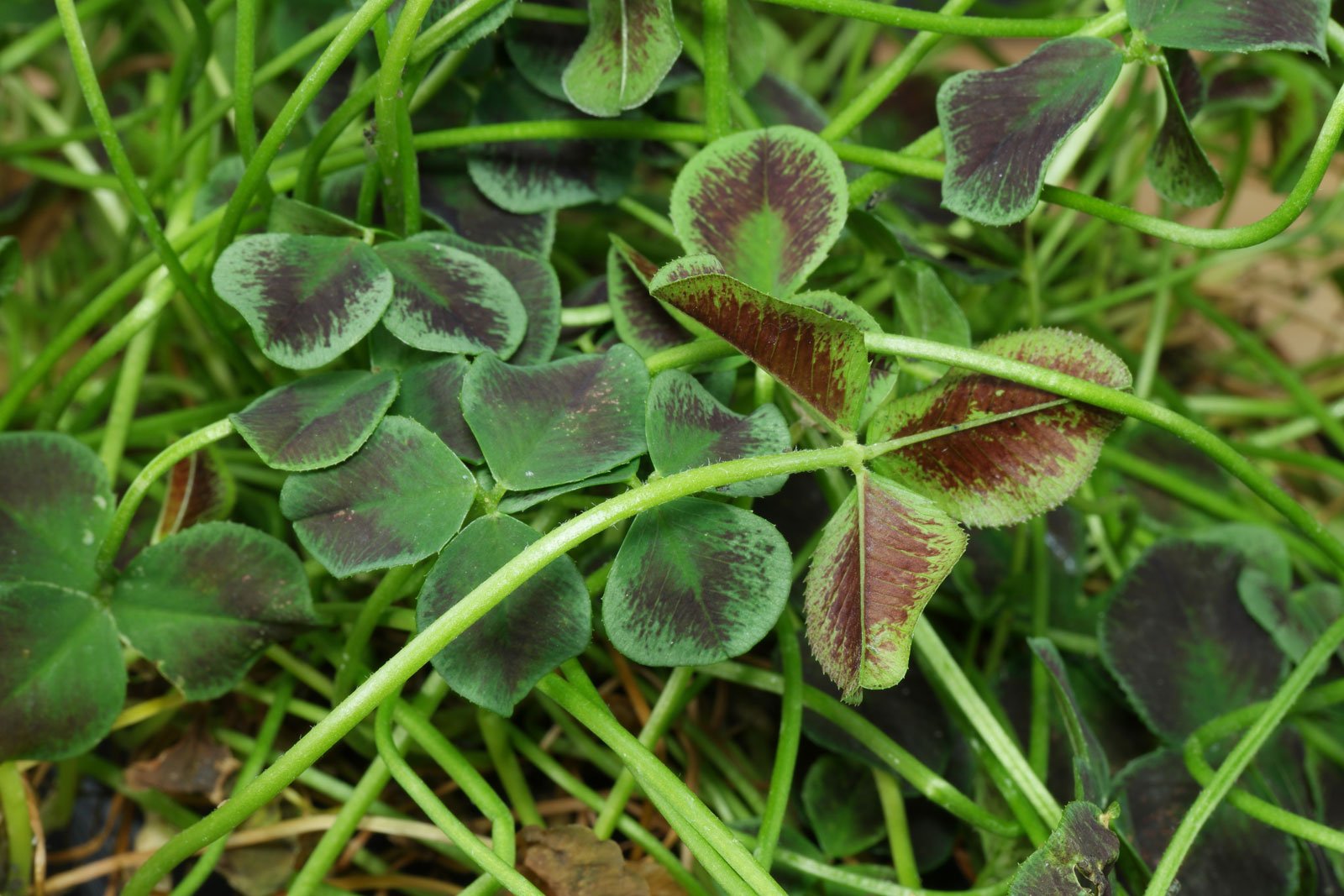 Trifolium repens Estelle