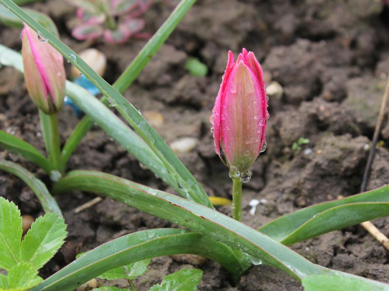 Tulipa orphanidea Flava