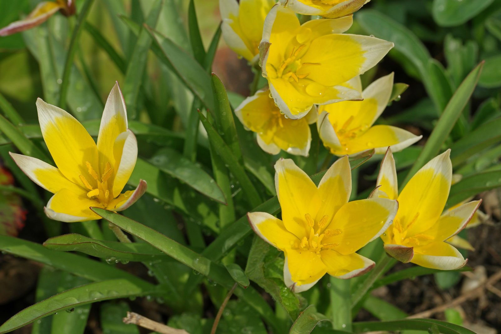 Tulipa urumiensis syn. tarda
