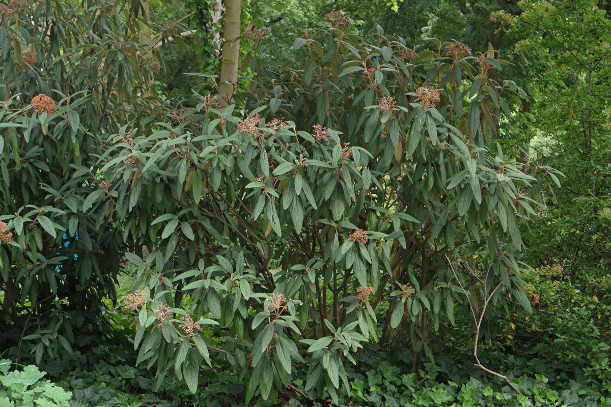 Viburnum-rhytidophyllum