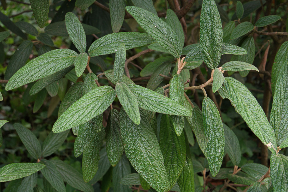 Viburnum rhytidophyllum