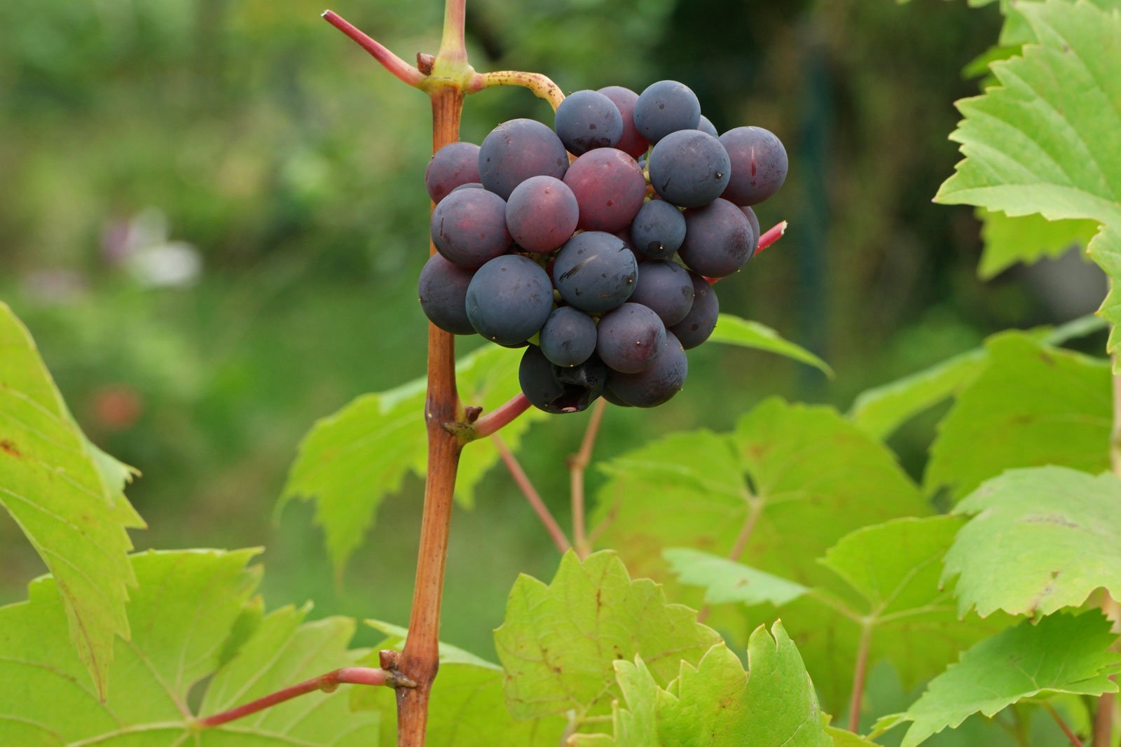Vitis vinifera ssp. vinifera