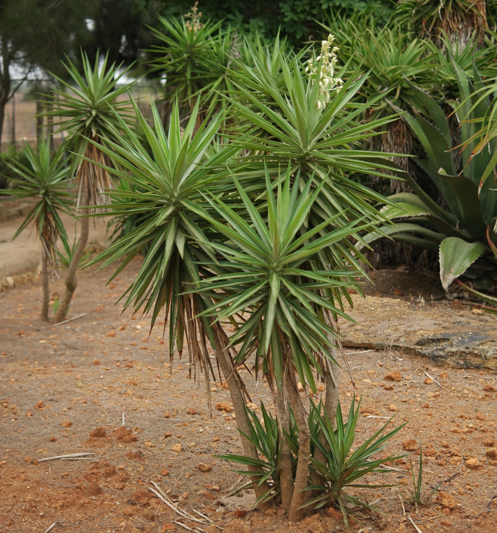 Yucca gigantea