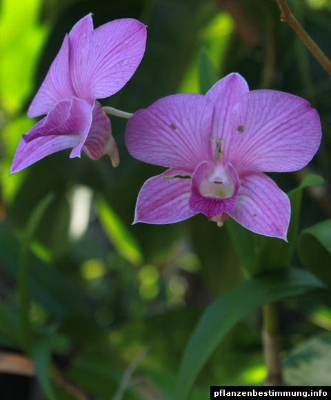 Dendrobium pink