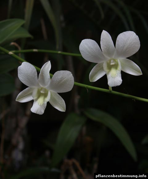 Dendrobium white