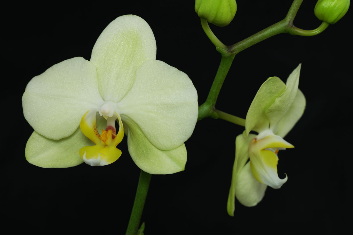 orquídea alevilla