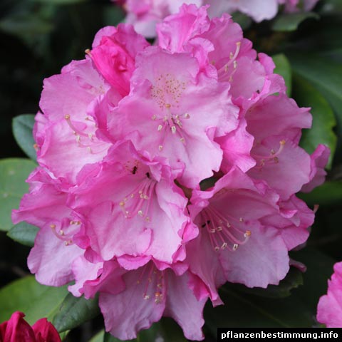 rhododendron pink