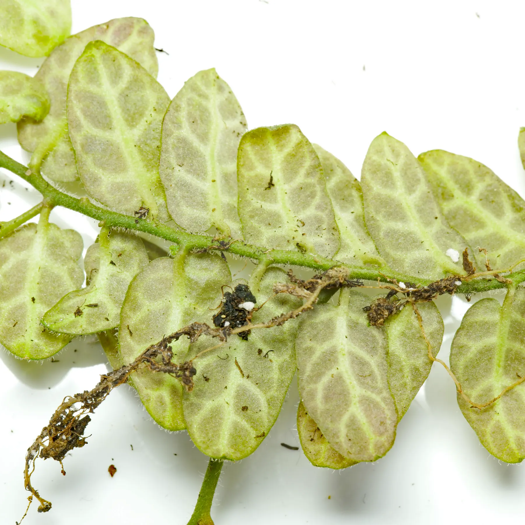 Solanum evolvulifolium 4