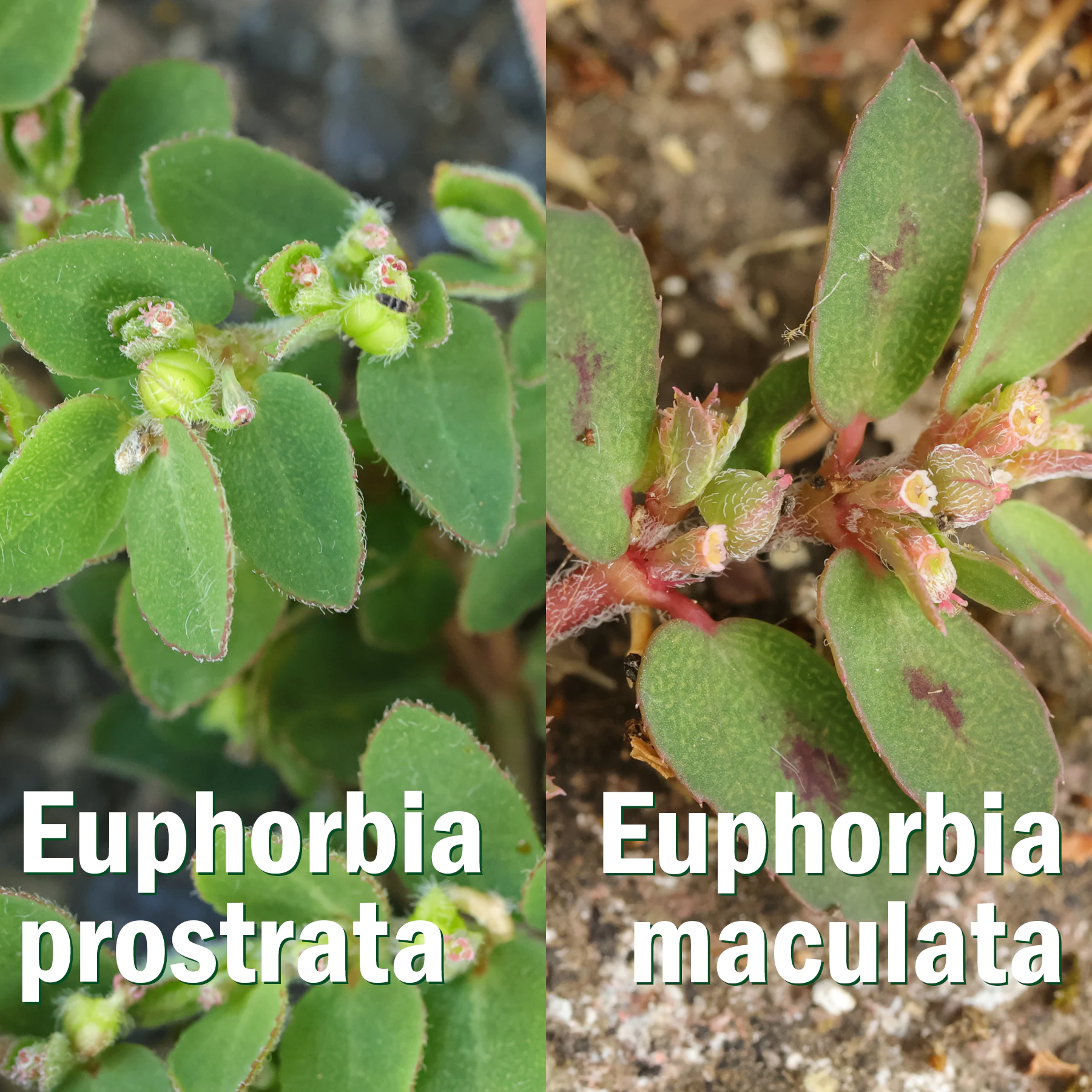 Euphorbia prostrata Euphorbia maculata