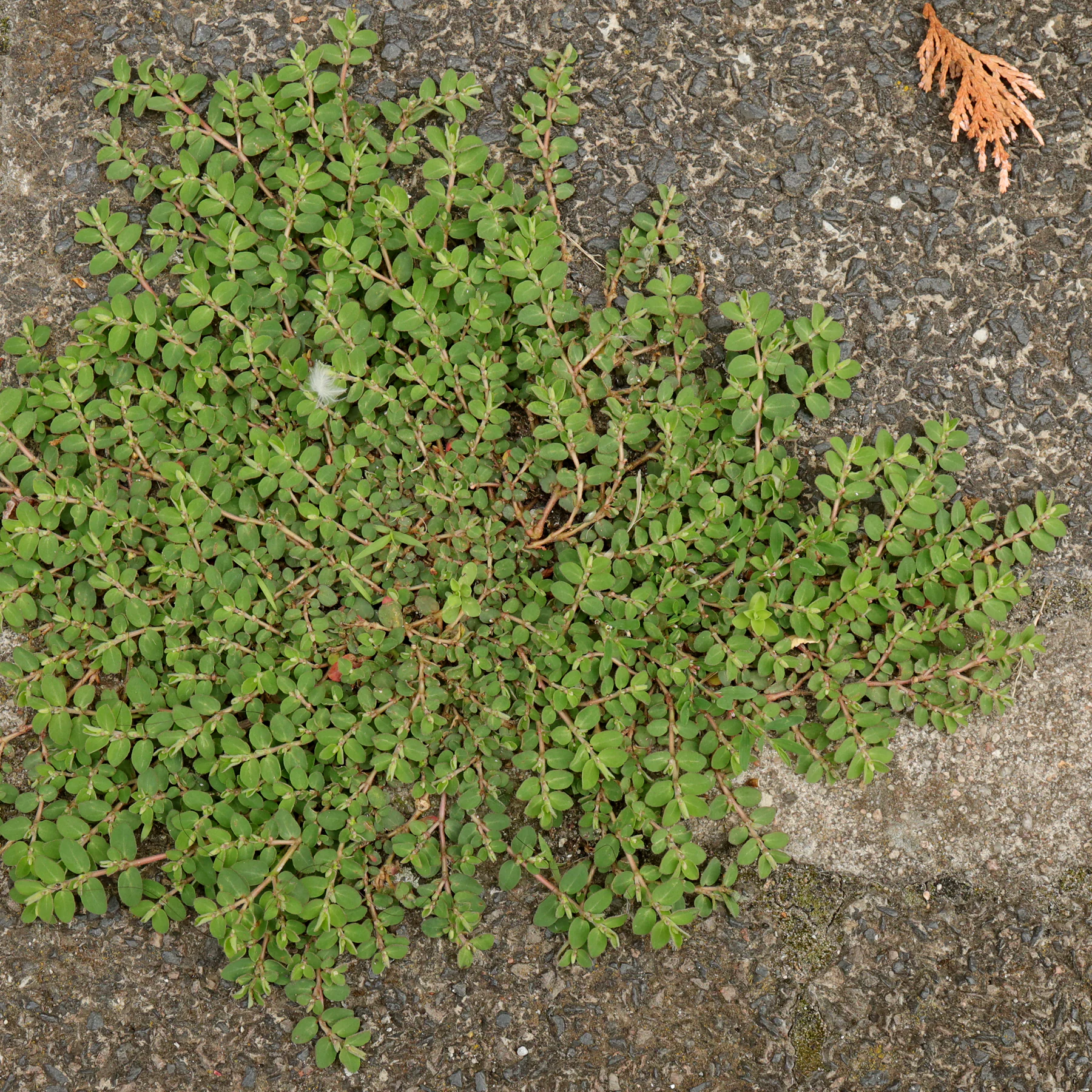 Hierba de la golondrina Euphorbia prostrata