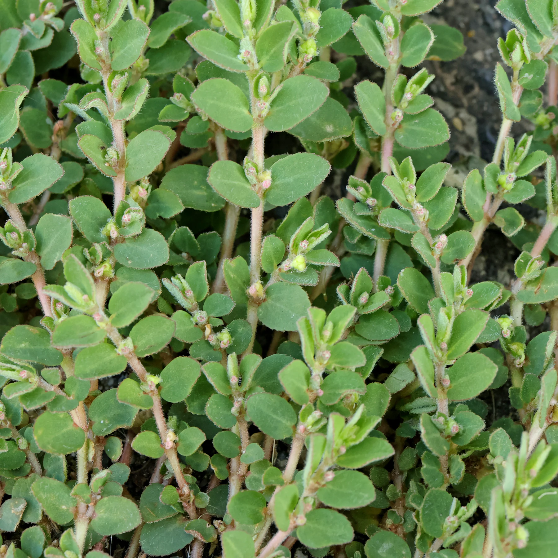 Los márgenes de las hojas de Euphorbia prostrata están cubiertos de finos pelos