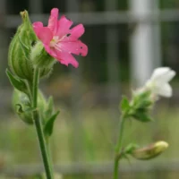 Silene × hampeana