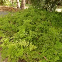 Asparagus setaceus en el jardín botánico de Málaga