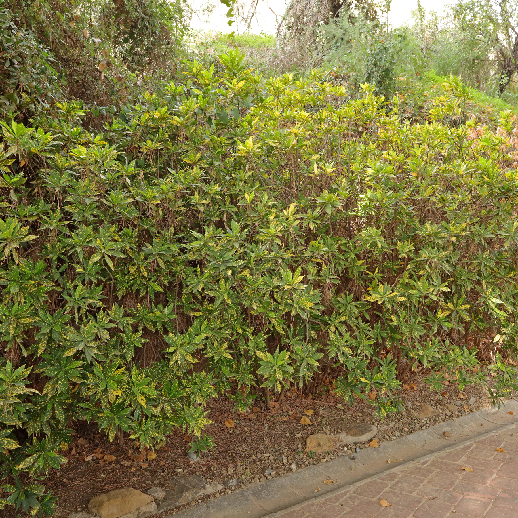 Codiaeum variegatum como seto en el jardín botánico de Málaga