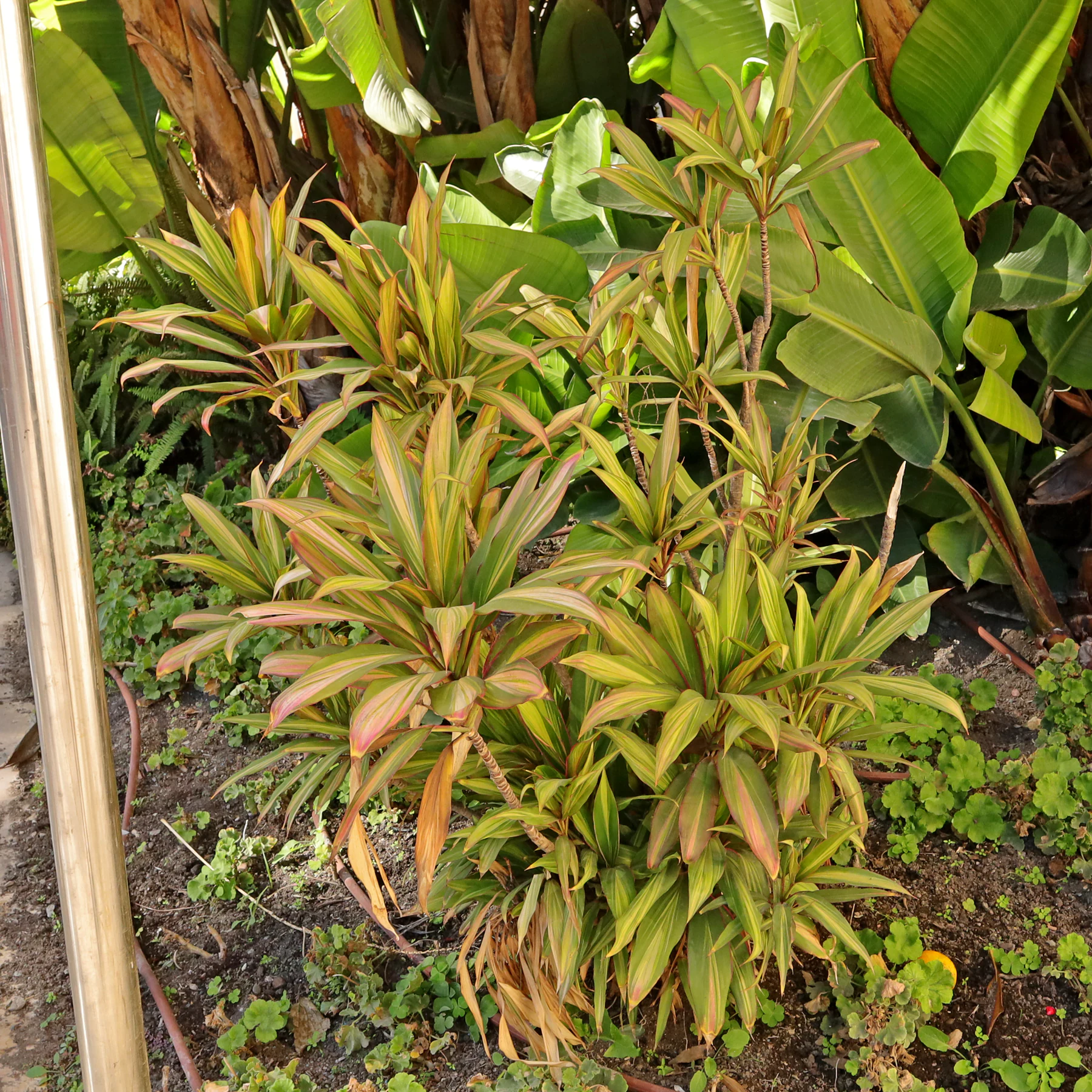 Cordyline fruticosa Kiwi en un jardín